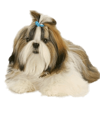 Shih Tzu Price in Bangalore