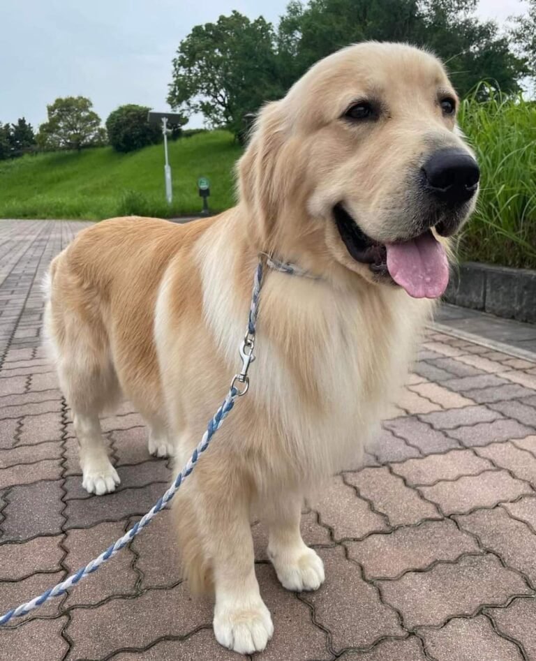 Dog For Sale in Bangalore