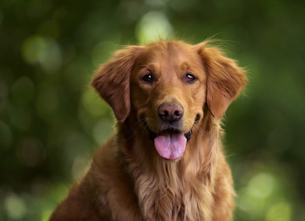 Golden Retriever Price in Bangalore