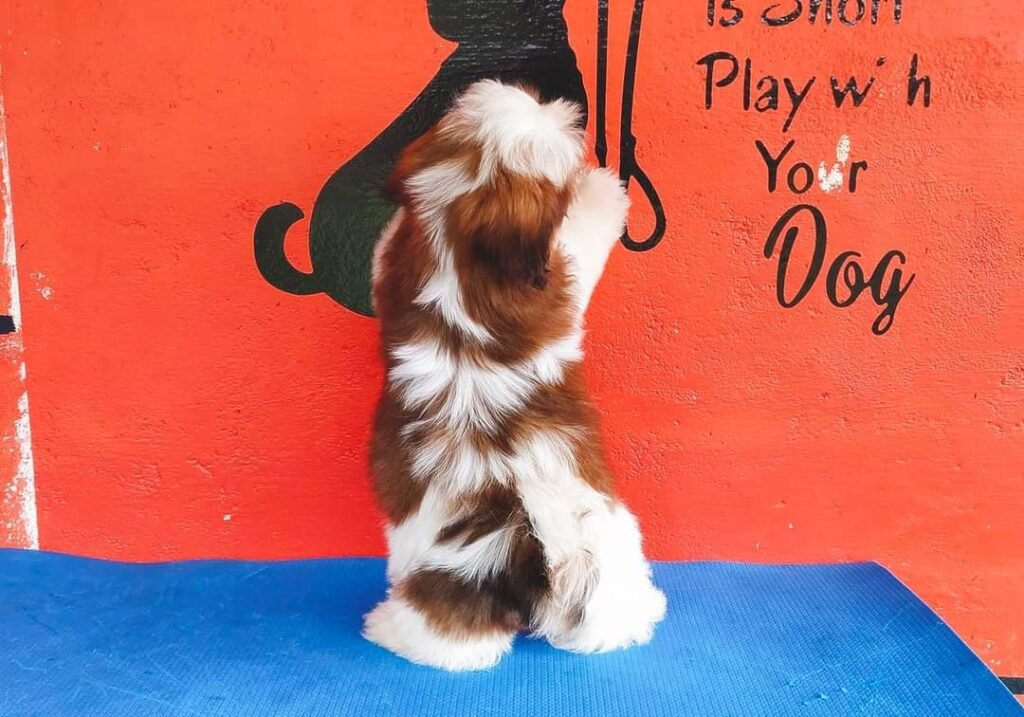 Shih Tzu Price in Bangalore