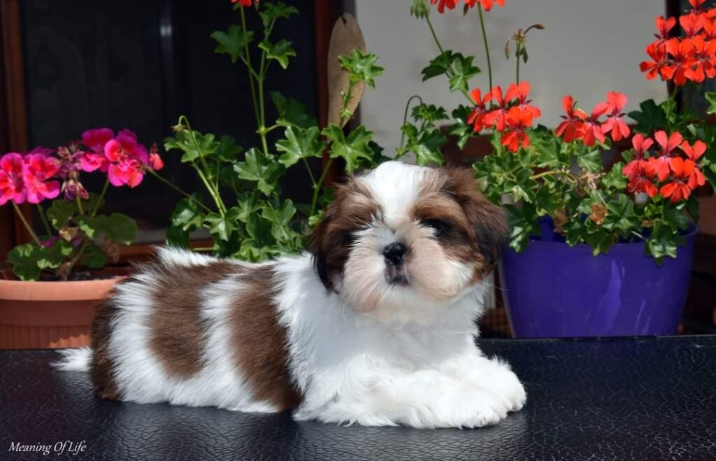 shih tzu puppies Price in Bangalore