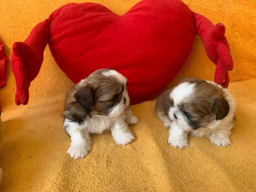 shih tzu puppies Price in Bangalore