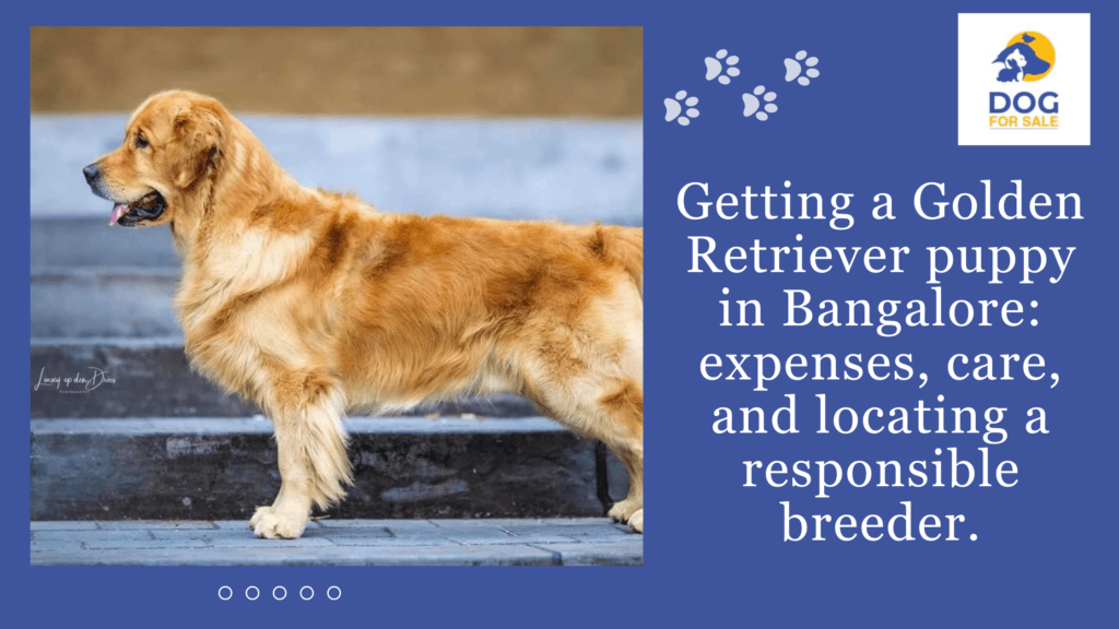 Getting a Golden Retriever puppy in Bangalore: expenses, care, and