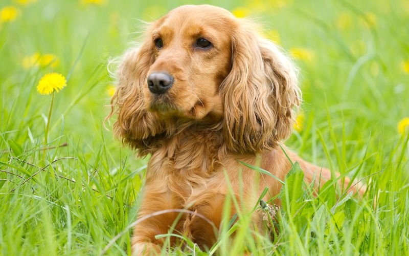 Cocker Spaniel Best Dogs For Indian Climate Cocker Springer